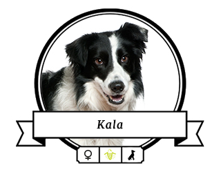 Border Collie Kala Border Collie Kala